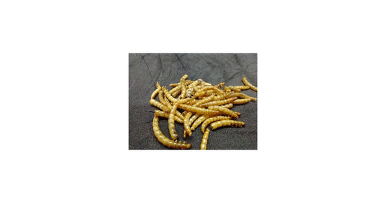 25 g dehydrierte Tenebrios