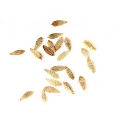 Acryl NaturColor 20x15x1,5cms Pilz