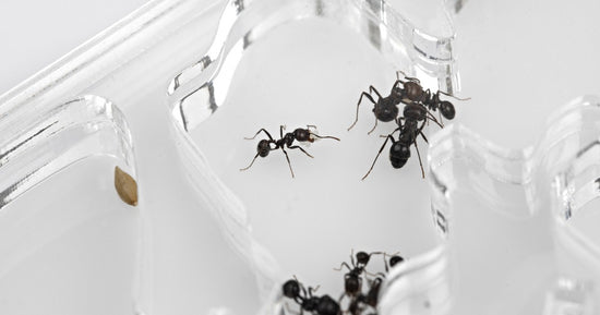 Acryl NaturColor 20x10x1cms Pilz