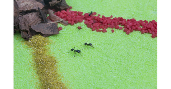 Anthouse MegaBigMax 50x50x30 cms