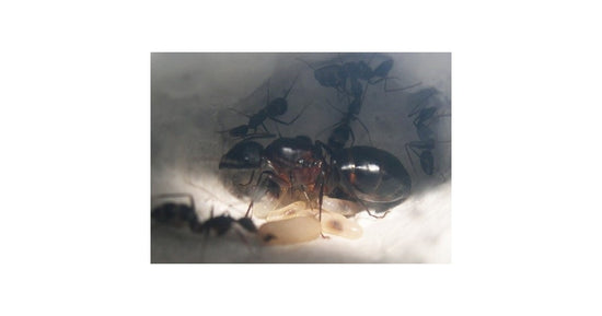 Camponotus barbaricus - Kolonie