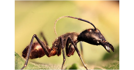 Camponotus gigas (sezierte Ameise)