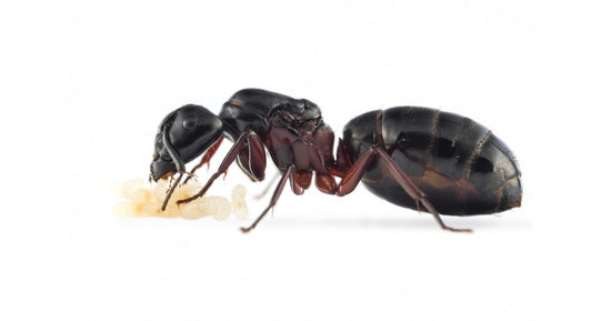 Camponotus herculeanus - Kolonie