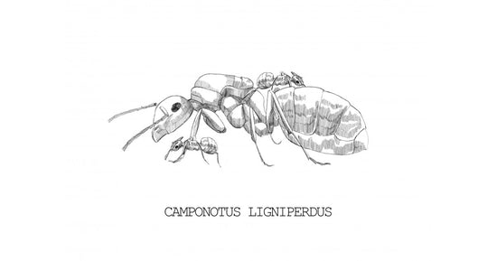 Camponotus ligniperdus - Kolonie