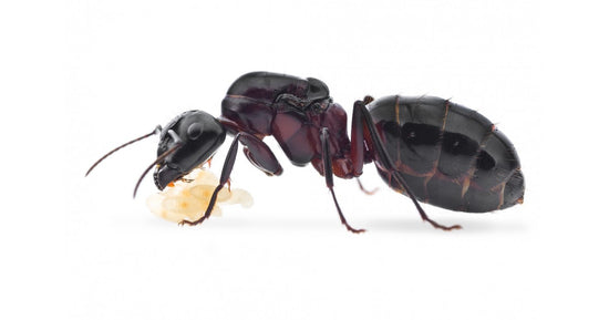 Camponotus ligniperdus- Königin (die Größte)