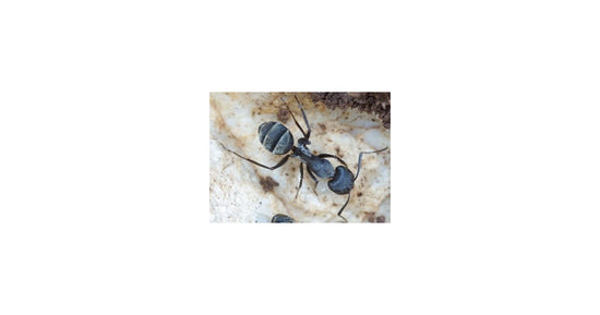 Camponotus micans- Königin (silberne Ameise)