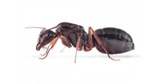Colonia de Camponotus aethiops