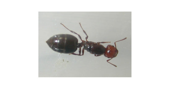 Crematogaster scutellaris- Königin