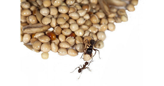 Gemsichte Samen- Typ II 50g