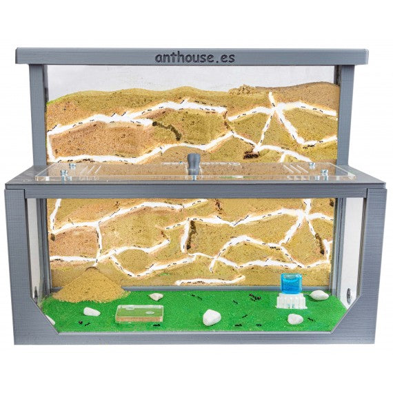 Kit AntHouse 3D - L - Sand-Ameisennest mit Königin und Gratis-Ameisen