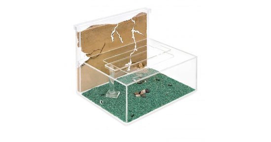Kit AntHouse L Sand-Ameisennest mit Königin und Gratis-Ameisen