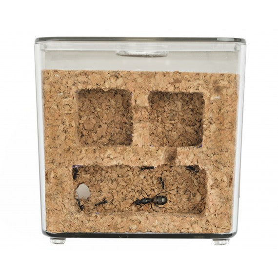 Kit Kork mit Camponotus barbaricus