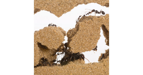 Kits AntHouse Sandwich Mini- Acryl