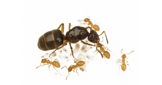 Lasius flavus- Kolonie(GOLDENE Ameise)