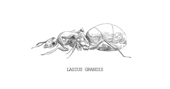 Lasius grandis- Königin (Mit Eiern)