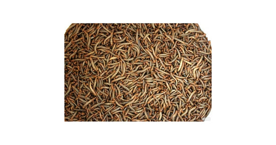 Mehlkäfer (lebendige Nahrung)