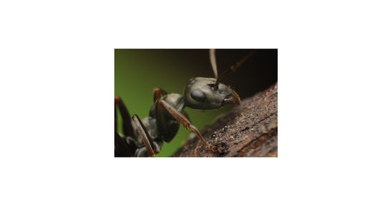 Reina Formica cinerea