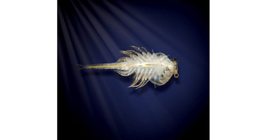 Wasserdrachen (Habitat Marine Welt)