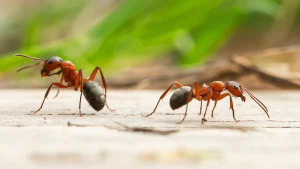 Ameisen -