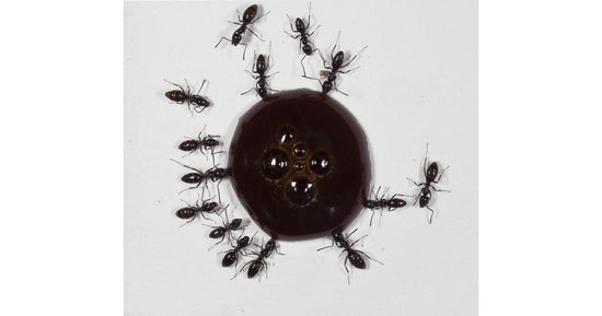 10 ml Proteinsirup (für Königinnen und junge Kolonien)