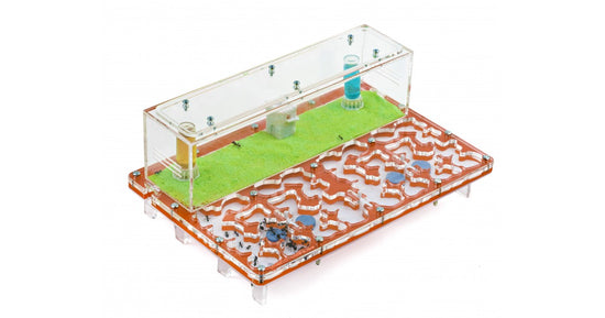 AntHouse-Horizontal-Acryl 20x30x1,5 (Pilztyp, mit Futerzone)