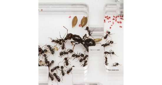 AntHouse-Horizontal-Acryl 30x20x1,5 (Pilztyp)