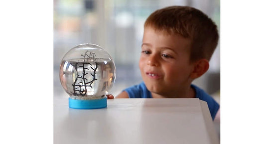 Aquatisches Ökosystem - Aquarium - Marine Biosphäre (Garnelen inklusve)