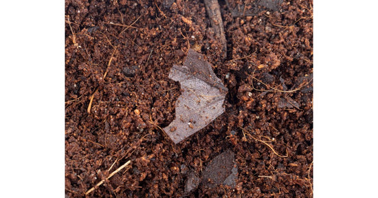 Bioaktives Substrat mit Mikrofauna