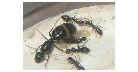 Camponotus aethiops- Königin