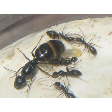 Camponotus aethiops- Königin