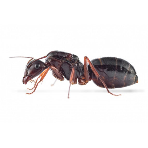 Camponotus aethiops- Königin