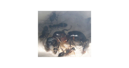 Camponotus barbaricus - Kolonie