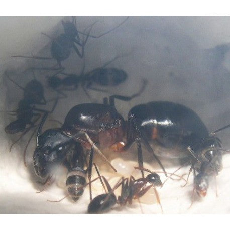 Camponotus barbaricus - Kolonie