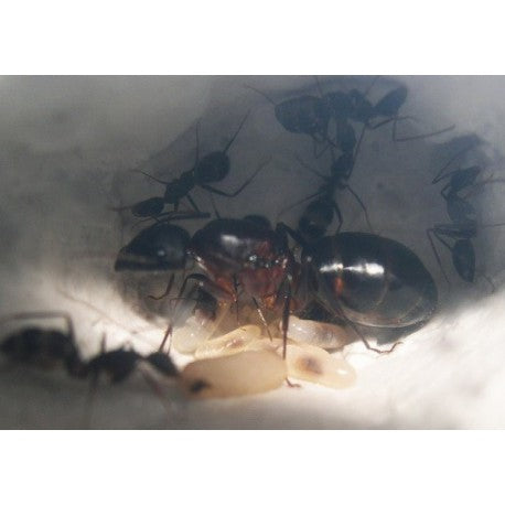 Camponotus barbaricus - Kolonie