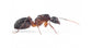 Camponotus barbaricus - Kolonie