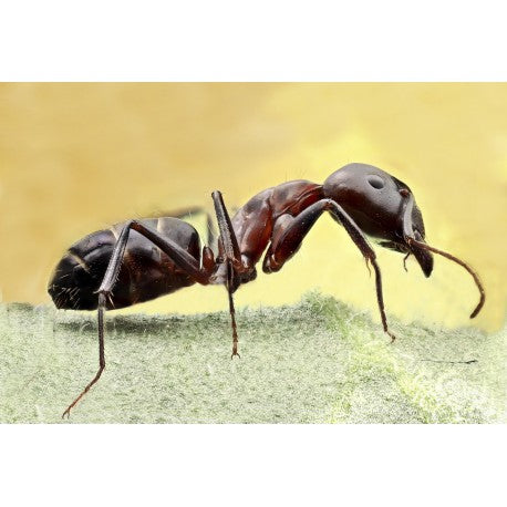 Camponotus barbaricus- Königin (Mit Eiern)