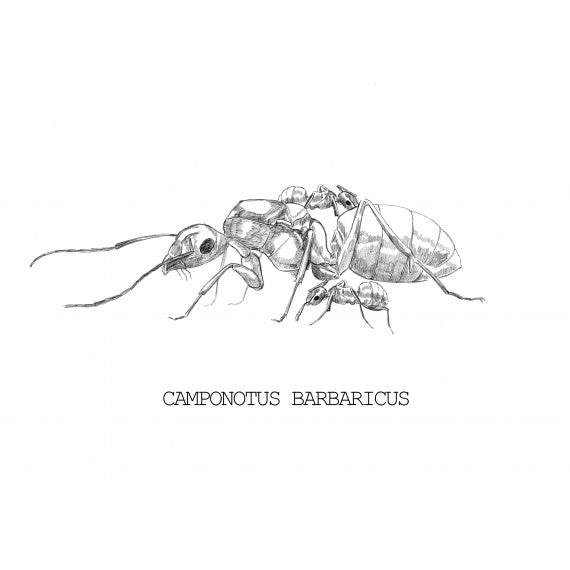 Camponotus barbaricus- Königin (Mit Eiern)