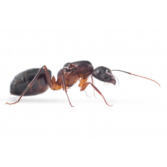 Camponotus barbaricus- Königin (Mit Eiern)