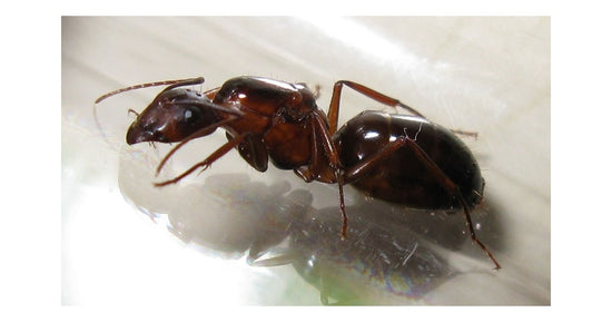Camponotus barbaricus- Königin (Mit Eiern)