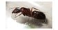 Camponotus barbaricus- Königin (Mit Eiern)