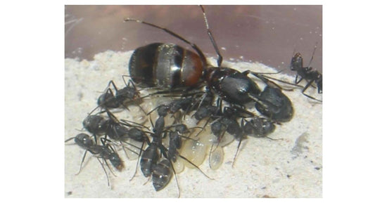 Camponotus cruentatus- Kolonie