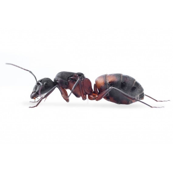 Camponotus cruentatus- Kolonie