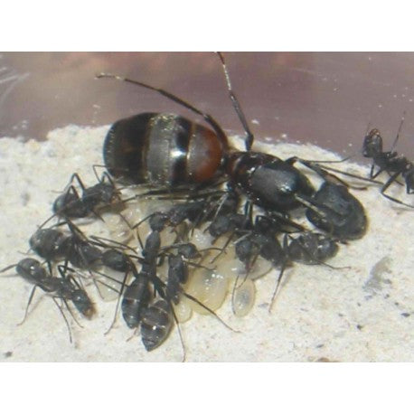 Camponotus cruentatus- Kolonie