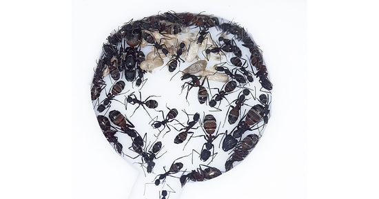 Camponotus cruentatus- Kolonie