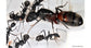 Camponotus cruentatus- Kolonie