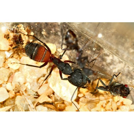 Camponotus cruentatus- Kolonie