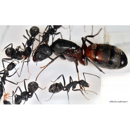 Camponotus cruentatus- Kolonie