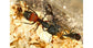 Camponotus cruentatus- Kolonie