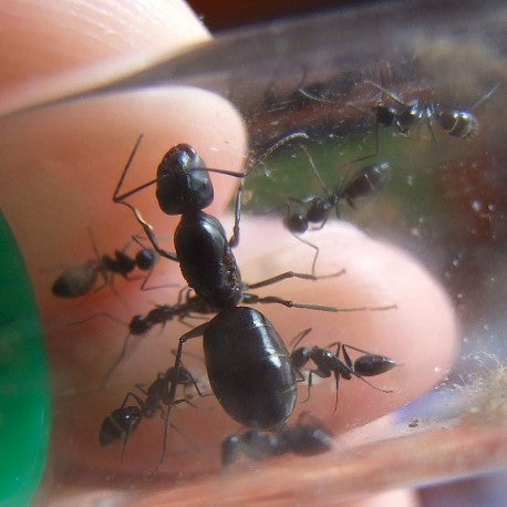 Camponotus foreli- Königin (Mit Eiern)