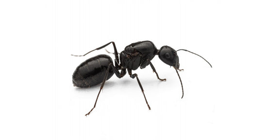 Camponotus foreli- Königin (Mit Eiern)